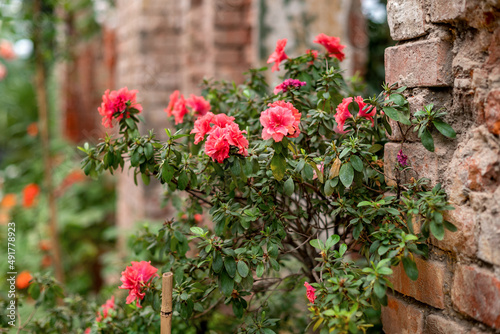Fototapeta Naklejka Na Ścianę i Meble -  Flowers of pink japanese azalia on bush in spring garden against old weathered brick wall