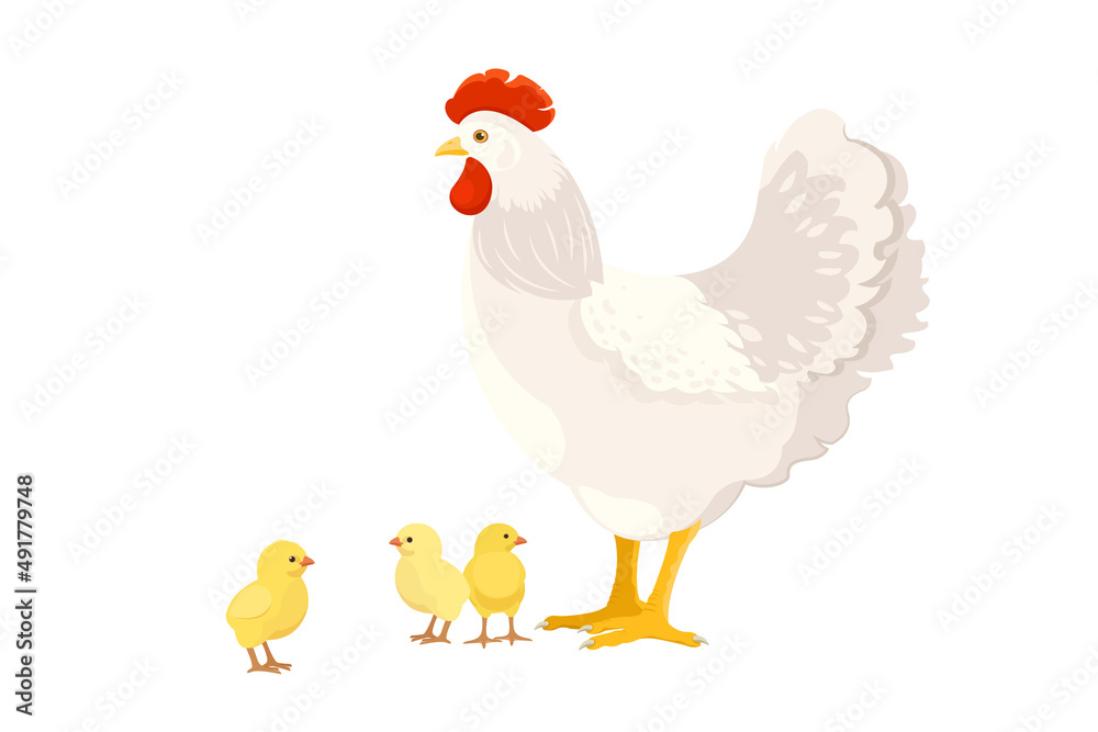 White chicken with chicks on white background. Domestic birds. Vector illustration