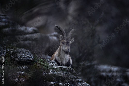 Spain wildlife. Iberian ibex, Capra pyrenaica, wild goat in the nature habitat, El Torcal de Antequera nature reserve in Andalusia, Spain. Spanish ibex portrait on the rock in the mountain, Europe.