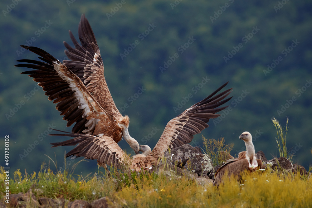 Obraz premium Griffon Vulture, Gyps fulvus, big birds of prey sitting on rocky mountain, nature habitat, Madzarovo, Bulgaria, Eastern Rhodopes. Wildlife from Balkan. Wildlife scene from nature. Blue flower on rock.