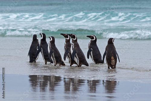 Penguin in the water. Bird playing in sea waves. Sea bird in the water. Magellanic penguin with ocean wave in the background, Falkland Islands, Antarctica.