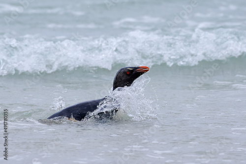 Rock penguin swim jump. Beautiful sea bird. Rockhopper penguin, Eudyptes chrysocome, in the rock nature habitat. Black and white sea bird, Sea Lion Island, Falkland Islands.