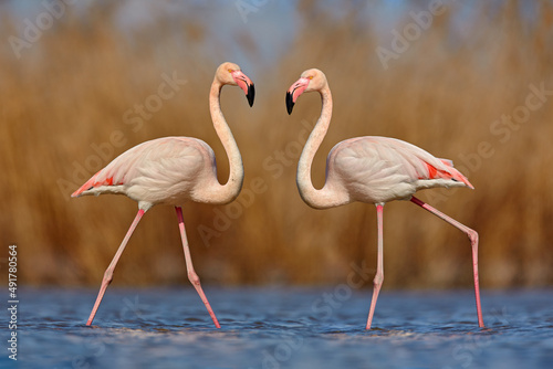 Greater Flamingo, Phoenicopterus ruber, beautiful pink big bird with long neck in dark blue water, with evening sun, animal in the nature habitat, Italy. Wild from Europe. Flamingo, wildlife.
