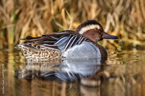 Garganey, Anas querquedula, small dabbling duck. It breeds in much of Europe and western Asia. Garganey detail close-up portrait in the water. Brown grey duck in the nature habitat. Wildlife Germany.