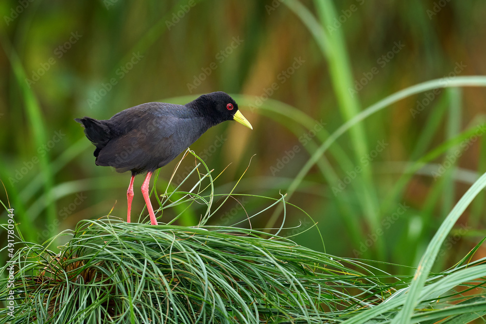 Black crake, Zapornia flavirostra, waterbird in the rail and crake family, walk in the green water vegetation. Bird in the nature habitat, Murchinson Fall NP, Uganda in Africa. Wildlife Uganda. Black crake, Zapornia flavirostra, waterbird in the rail and crake family, walk in the green water vegetation. Bird in the nature habitat, Murchinson Fall NP, Uganda in Africa. Wildlife Uganda.
