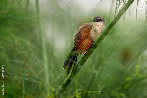 White-browed coucal or lark-heeled cuckoo, bird in family Cuculidae, sitting in branch in wild nature. Big bird coucal in habitat, Cyperus papyrus, Victoria Nile river, Uganda in Africa photo