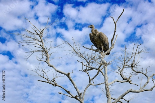 Cape griffon vulture, Gyps coprotheres, two birds of prey sitting on the tree branch with blue sky. Wildlife scene from nature, Okavango delta, Moremi, Botswana in Africa. Vulture in the nature habita photo
