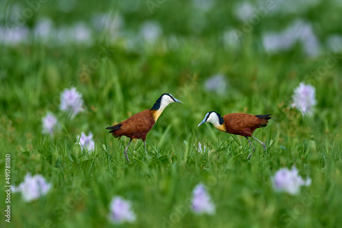 African jacana, Actophilornis africana, colorful african wader with long toes next to violet water hyacinth in shallow water of seasonal lagoon, Botswana,Okavango delta. Bird with flower bloom. photo
