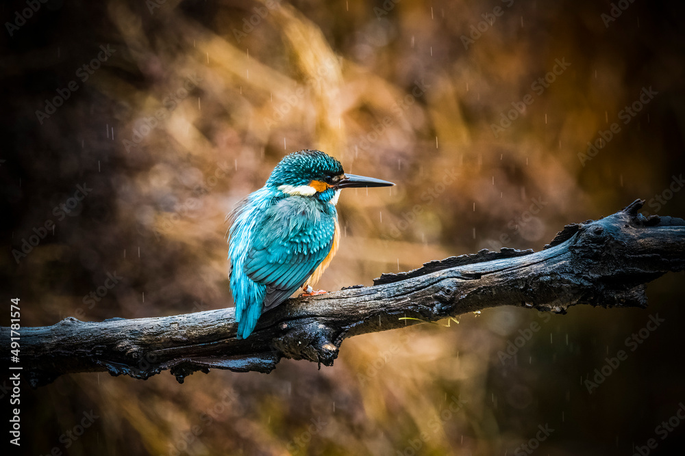 Fototapeta premium Kingfisher perched on rainy day searching for food