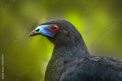 Black Guan, Chamaepetes unicolor, portrait of dark tropical bird with blue bill and red eyes, orange bloom flower in the background, animal in the mountain tropical forest in Savegre, Costa Rica.
