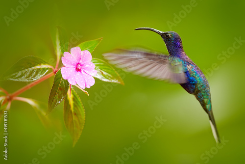 Blue hummingbird Violet Sabrewing flying next to beautiful flower. Tinny bird fly in jungle. Wildlife in tropic Costa Rica. Two bird sucking nectar from bloom in the forest. Bird behaviour. © ondrejprosicky