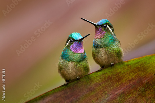Foto Lampornis calolaemus, Purple-throated Mountain-gem, small hummingbird from Costa Rica