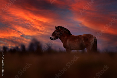 Sunset Przewalski's Horse with magical evening sky, nature habitat in Mongolia. Horse in grass. Wildlife in Mongolia. Equus ferus przewalskii. Hustai National Park with wild horses. Nature in Asia. © ondrejprosicky