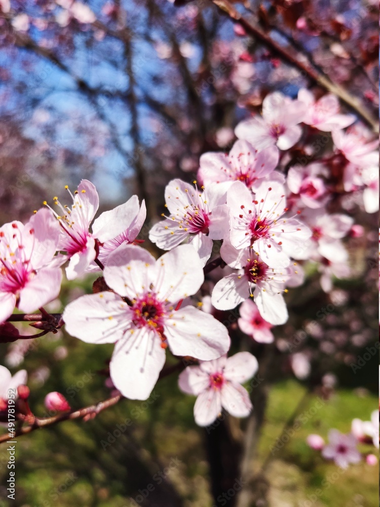 Obraz premium Primaveral