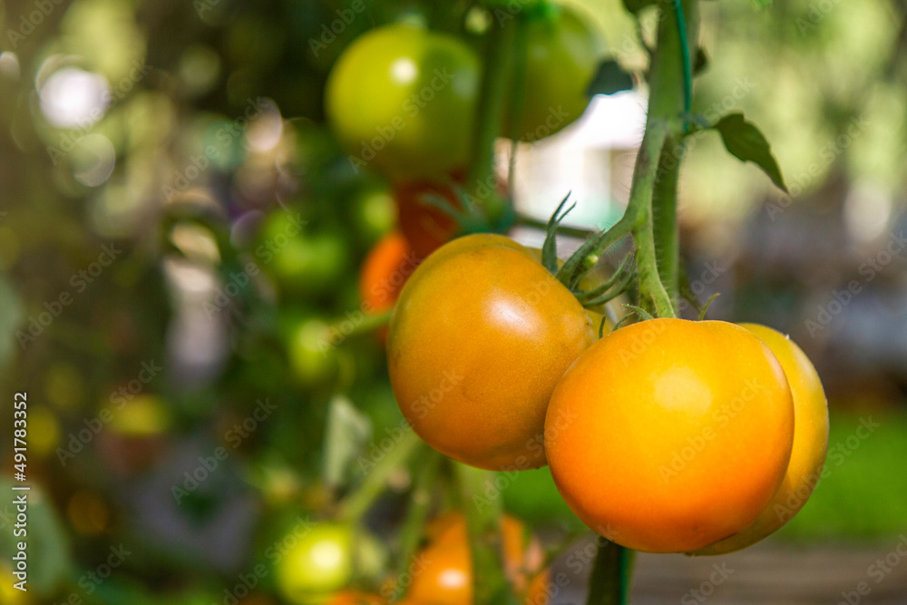 Ripe cherry tomatoes growing in a greenhouse. Cherry tomato plant