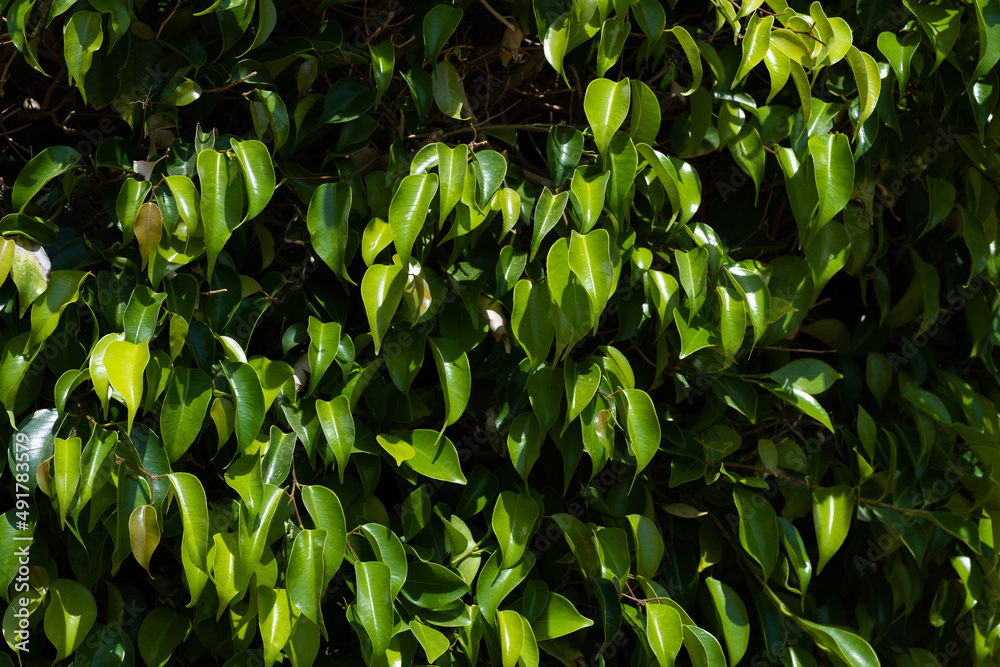 Obraz premium green ficus on the way from the beach