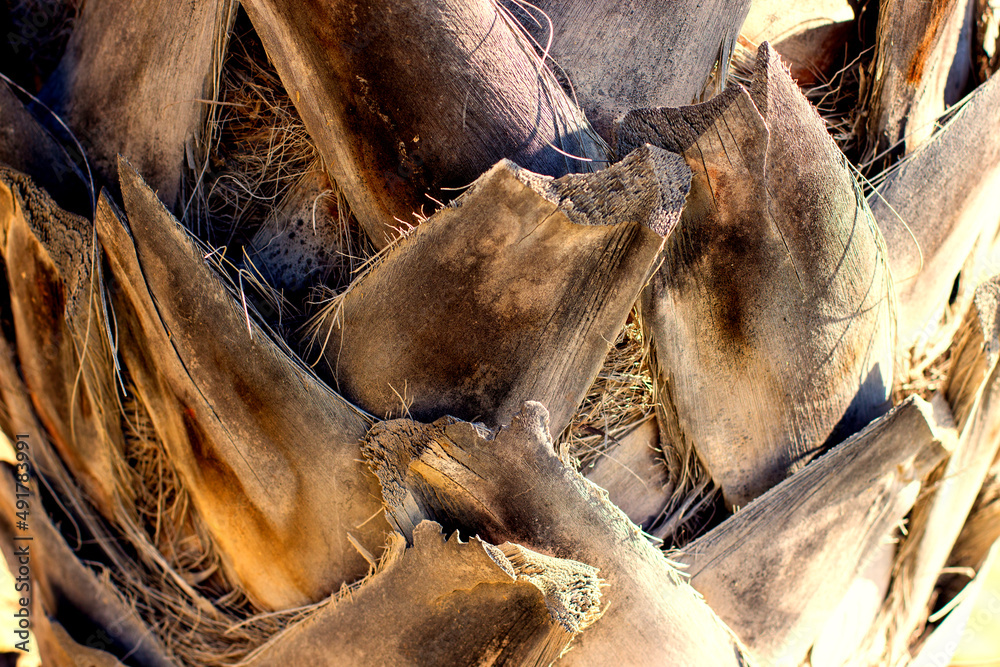 Detalle del tronco de una palmera en un día soleado