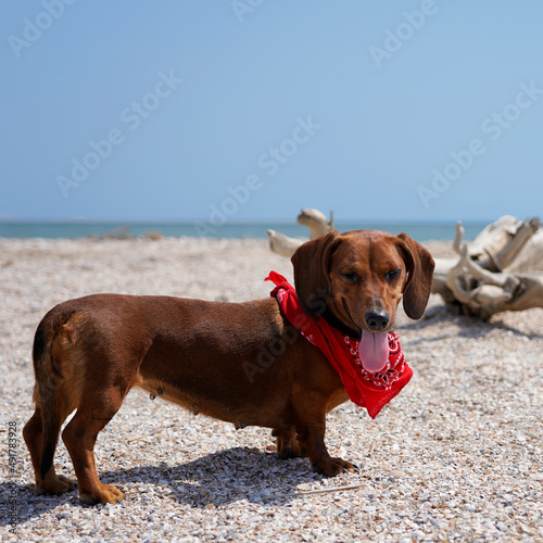 Dachshund on the beach in a bright cowboy scarf. dog on the background of the sea, summer holidays