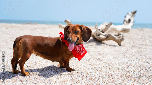 Dachshund on the beach in a bright cowboy scarf. dog on the background of the sea, summer holidays