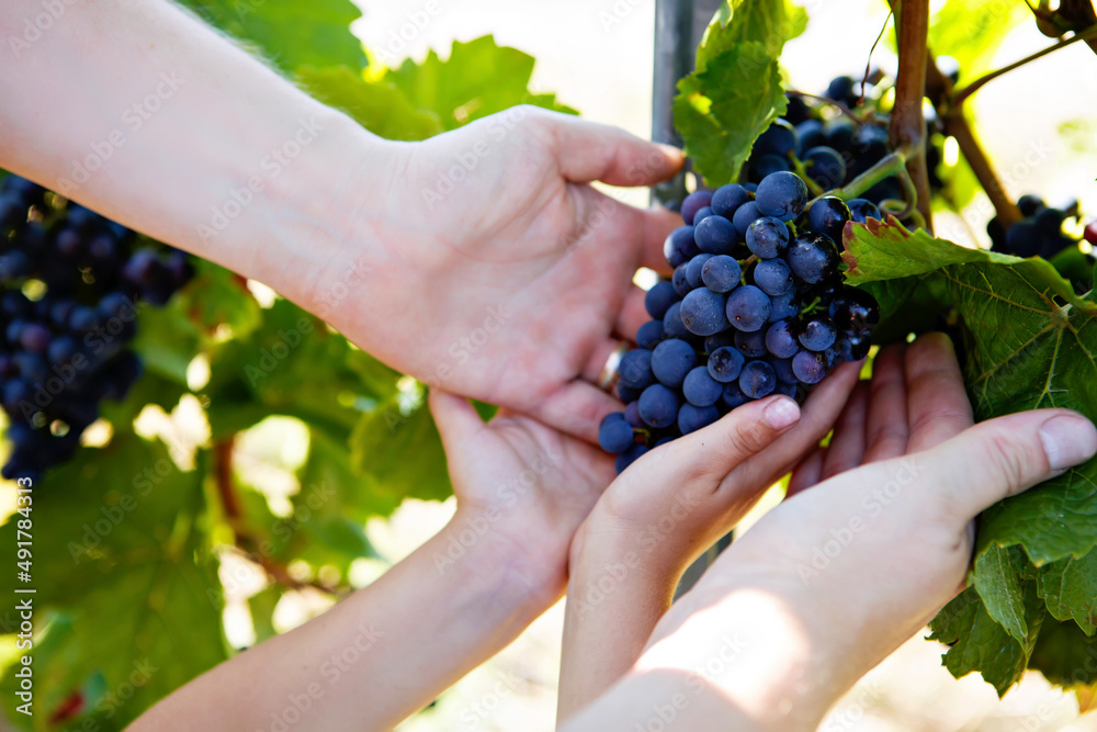 Obraz premium Close-up of hands of winemaker, wine grower or grape picker and child with ripe blue grapes on grapevin. Man harvesting. Mosel Rhine in Germany. Making of delicious red wine. German Rheingau region.