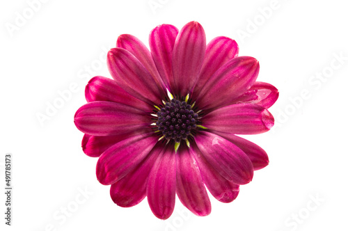 Osteosperumum Flower Daisy Isolated on White Background © ksena32