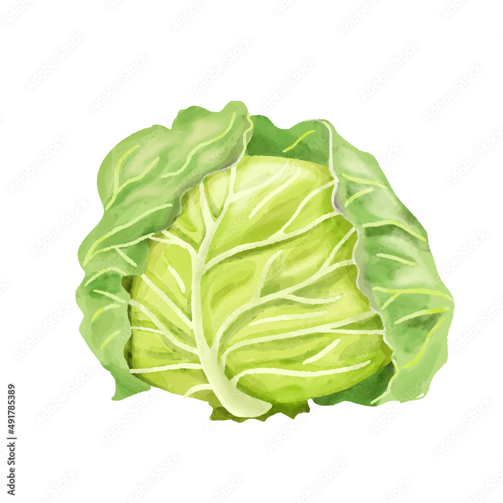 野菜　キャベツ　水彩　まるごと