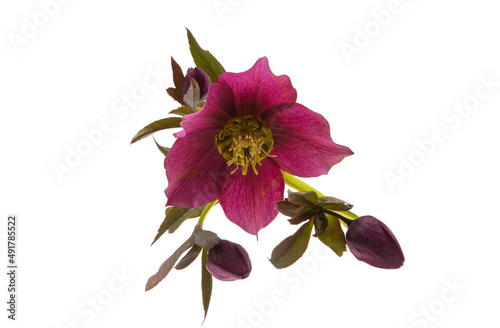 hellebore flower isolated photo