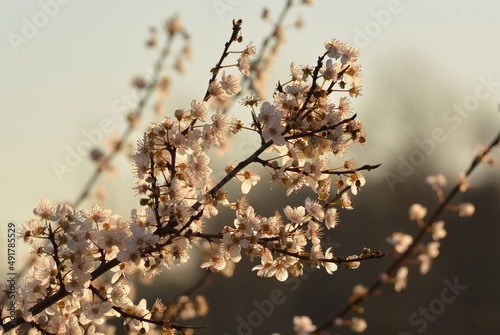Beautiful blossom in the morning sunlight © hpboerman