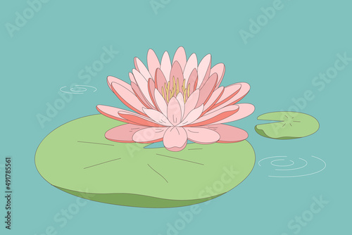 Blooming flower water lily