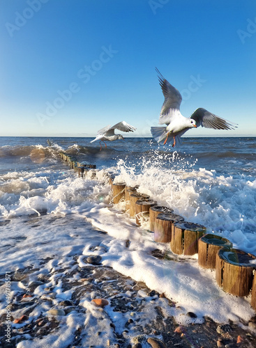 Möwen am Ostseestrand bei stürmische Wetter
