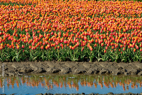 Tulip field with reflection in water, horizontal, red and yellow tulips on sunny day © Sonja