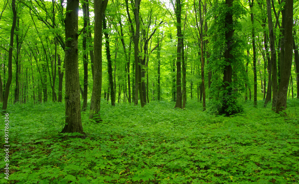 green forest in spring green forest in spring