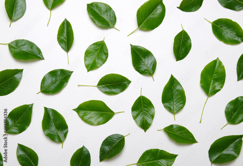 Green leaves isolated on white Green leaves isolated on white