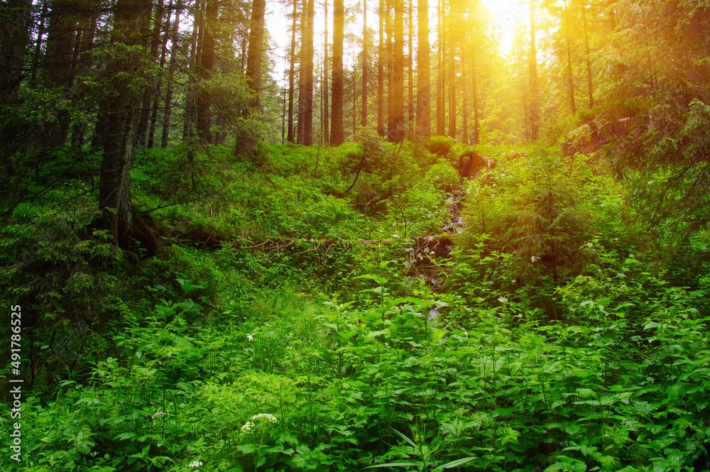 Obraz premium Trees in forest