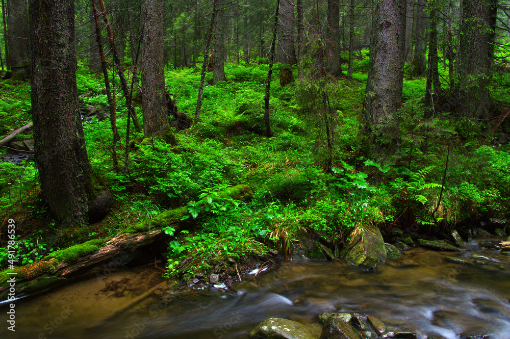 River in the woods