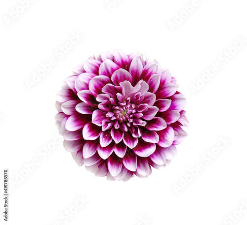 flower isolated on white