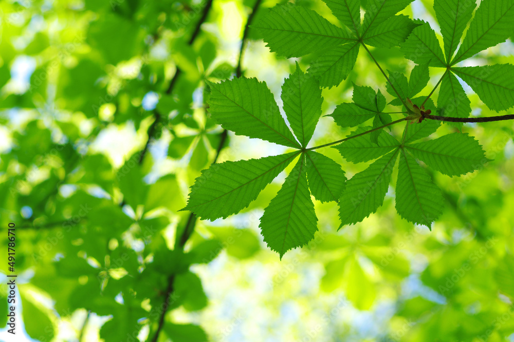 Green leaves plants nature spring background at Green leaves plants nature spring background at