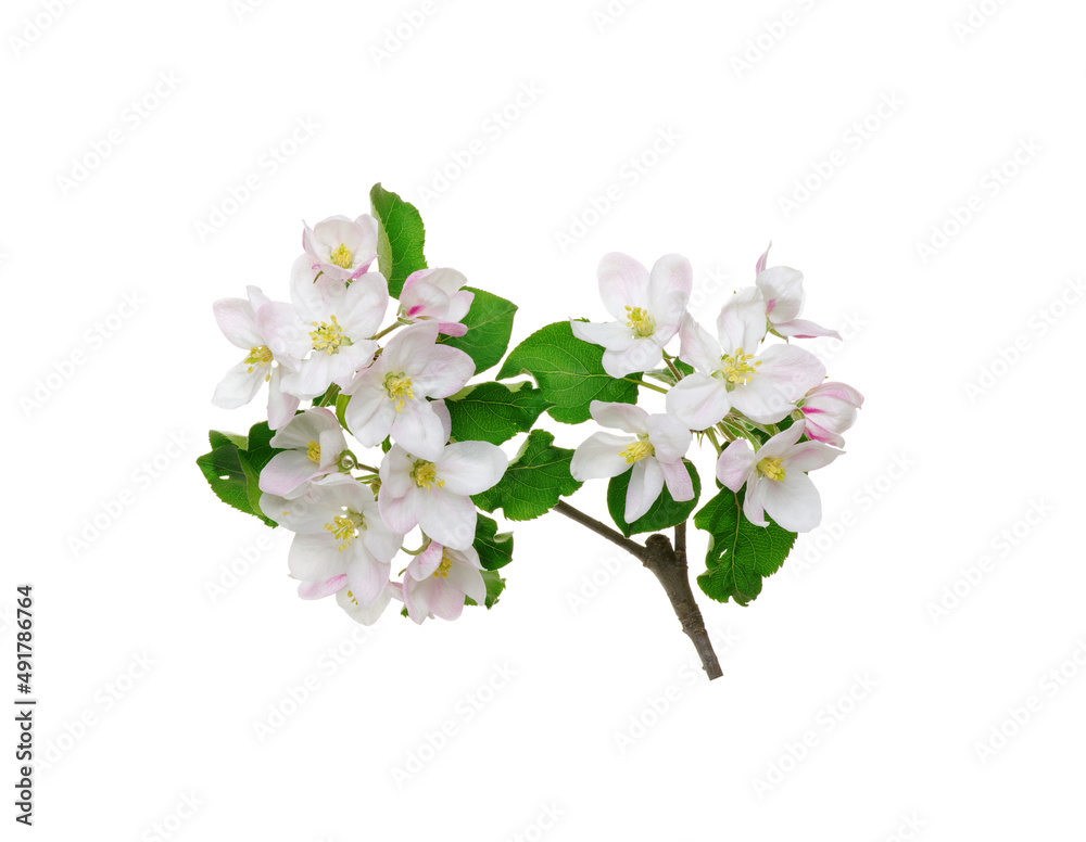 Apple flower isolated on a white