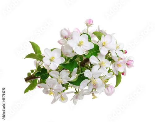 Apple flower isolated on a white
