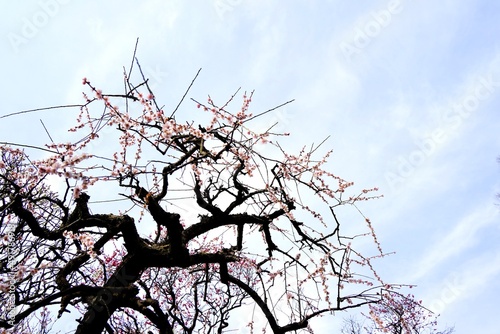 Japanese plum blossoms blooming in spring