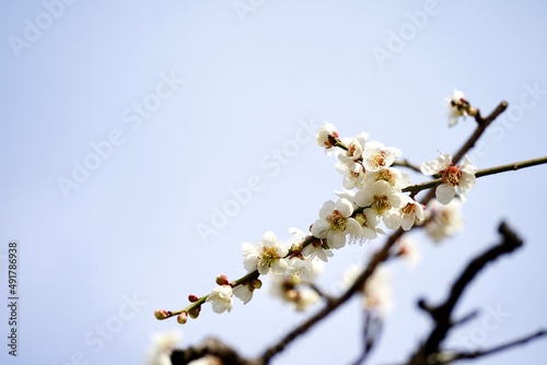 Japanese plum blossoms blooming in spring © 修一朗 中西