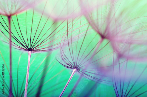 Fototapeta Naklejka Na Ścianę i Meble -  Dandelion flower background closeup