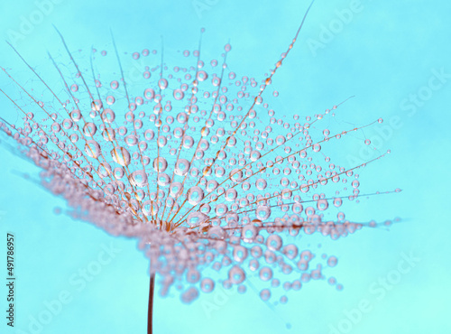 Fototapeta Naklejka Na Ścianę i Meble -  Dandelion seed on sky background