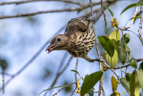 Juvenile Figbird in Queensland Australia photo