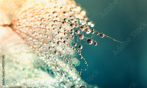 Dandelion flower nature background