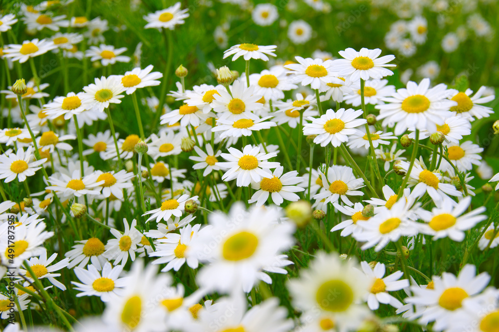 Fototapeta premium White camomiles on field