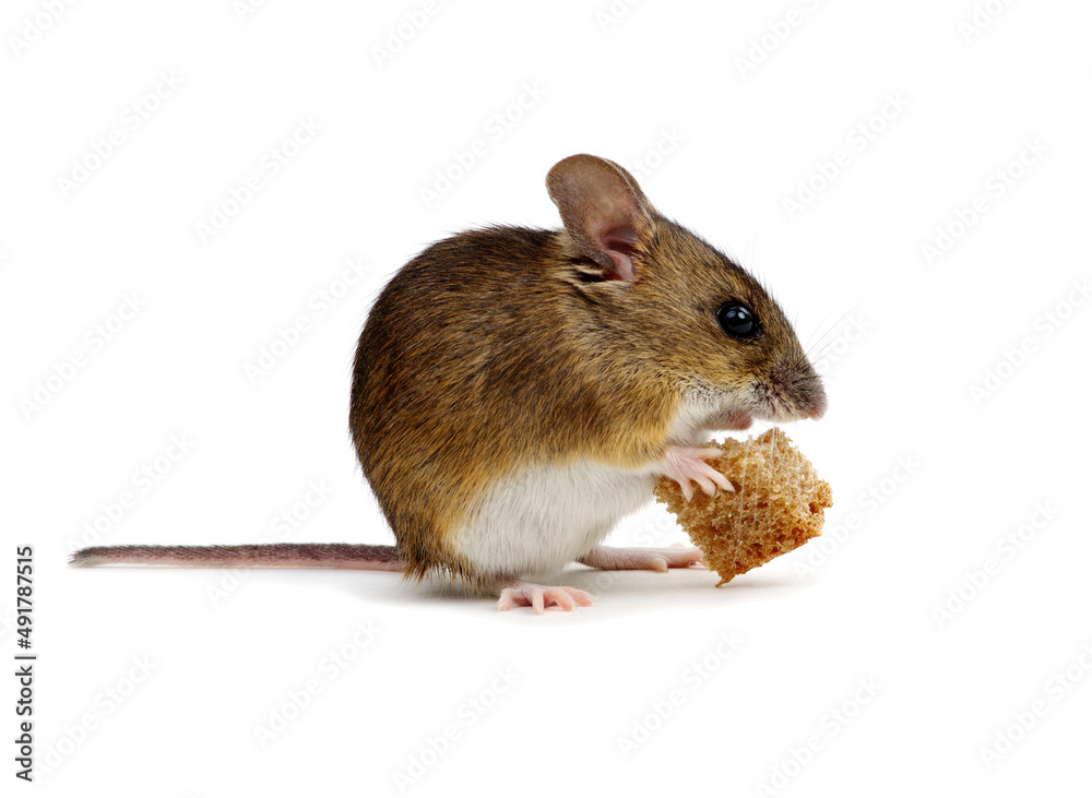 Mouse with a bread Mouse with a bread