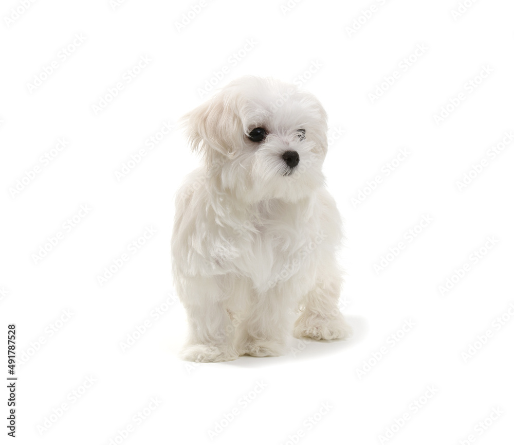 Puppy Maltese lapdog isolated on white Puppy Maltese lapdog isolated on white