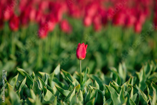 Red tulip depth of Field, middle of the field, background green and more tulips, soft focus, © Sonja