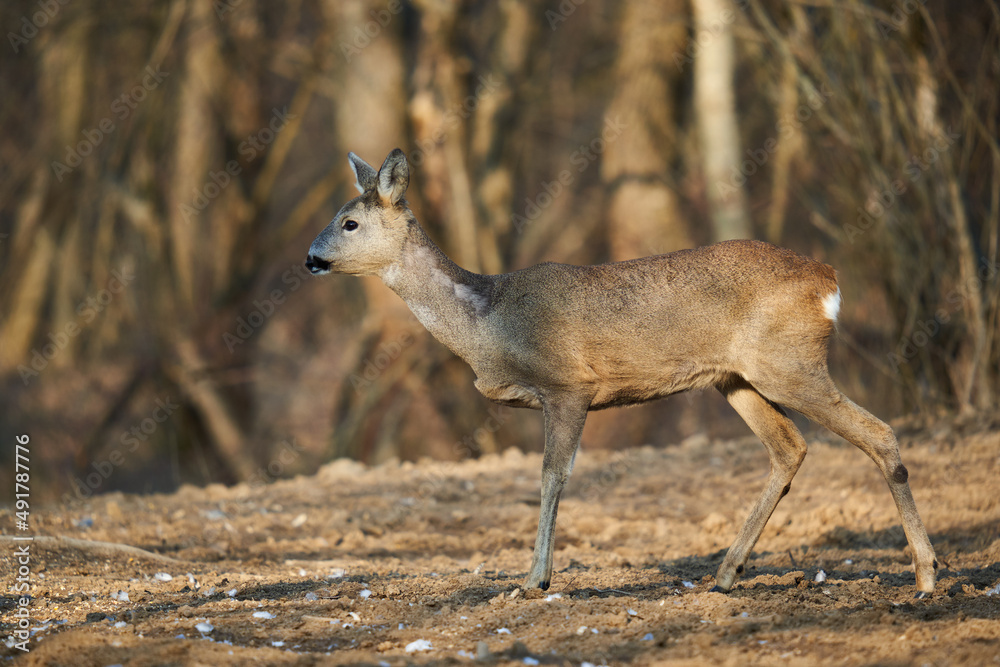 Roe deer in the forest Roe deer in the forest